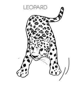 Leopard coloring page  for kids