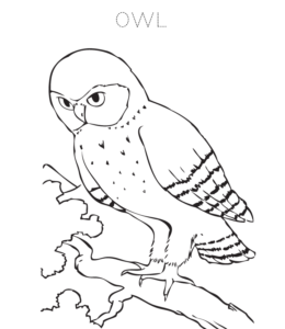 Owl Coloring Page for kids